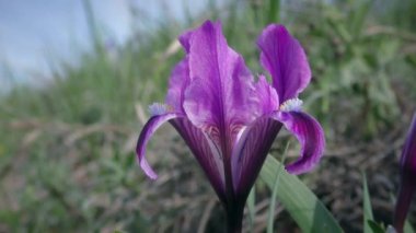 Mor Pigme iris veya Cüce iris (Iris pumila) çimlerin ve gökyüzünün arka planında, yakın plan.