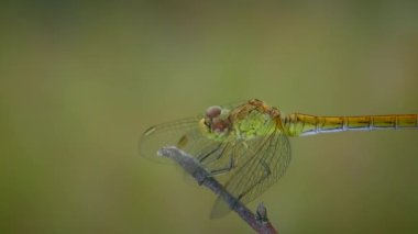 Sarı Serseri okçu (Sympetrum vulgatum) havalanıyor ve bir dala konuyor ve yakalanan bir midge 'i çiğniyor, yakın plan..