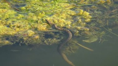 Dice Snake (Natrix tessellata) Yüzen su bitkilerinde rahatlayın, balıklar su altında yüzer (berrak su yoluyla görülebilir)).