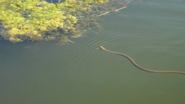 Dice Snake (Natrix tessellata) yüzer ve yüzen su bitkilerinin üzerinde dinlenmek için tırmanır..
