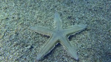 İnce deniz yıldızı veya Kum Denizyıldızı (Astropecten spinulosus) kumlu tabanda boyunca sürünür ve çerçeveyi terk eder..