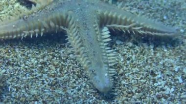 İnce deniz yıldızı veya Kum Denizyıldızı (Astropecten spinulosus) kumlu tabanda boyunca yaklaşır. Akdeniz.