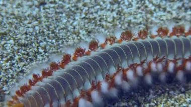 Sakallı alev kurtçuğu (Hermodice carunculata) yavaşça çerçevenin içinden süzülür..