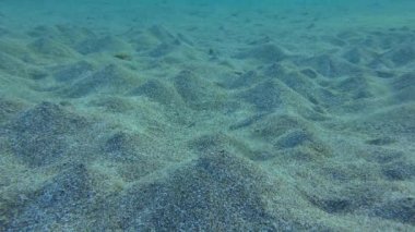 Kum Solucanı (Arenicola marinası) kumlu zeminde, bir ucunda tümsek olan çukurlar kazar. Solucan tarafından oluşturulan su hareketi bu volkanların patlamasına neden olur..