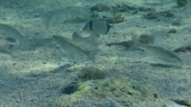 Kıyı şeridinde, tortu açısından zengin, yakın planda bir altın gri kefal (Liza aurata) sürüsü beslenir. Akdeniz.