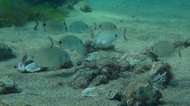 Deniz tabanında yiyecek arayan balık sürüsü (Diplodus annularis) ve diğer balıklar, geniş açı. Akdeniz.
