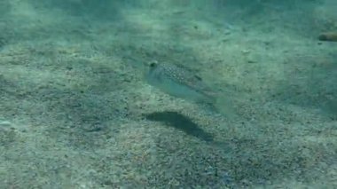 Sarı benekli kirpi balığı (Torquigener flavimaculosus) kumlu tabanda üzerinde yavaşça yüzer.