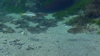 Bir Akdeniz papağan balığı sürüsü veya Avrupa papağan balığı (Sparisoma cretense) yeşil alglerin arka planındaki organik enkaz yığınının üzerinde yüzer..