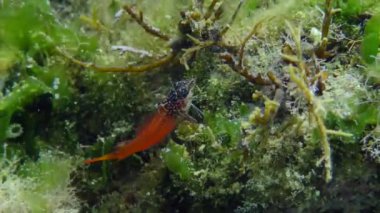 Parlak kırmızı erkek Siyah Yüzlü Blenny (Tripterygion melanurum), alglerle kaplanmış bir kayanın üzerinde yiyecek arar. Akdeniz, Yunanistan.