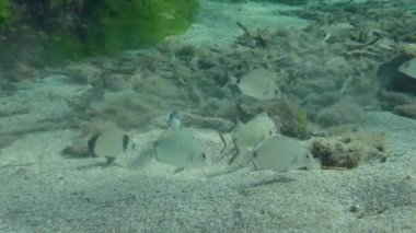 A flock of Annular seabream (Diplodus annularis) feeds on the sandy bottom dug up by Goatfish.