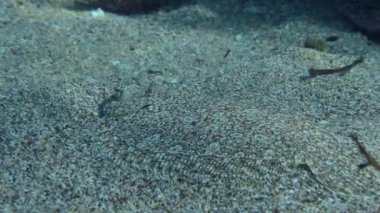 Geniş gözlü Flounder (Bothus podas) kumlu tabanda üzerinde yatar, yan görünüm, daha sonra hızla çerçeveden çıkar, yakın plan. Akdeniz, Yunanistan, Rodos.