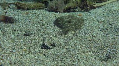 Geniş gözlü Flounder (Bothus podas) koyu bir nesneye yaklaşır ve rengini karartır. Akdeniz, Yunanistan, Rodos.