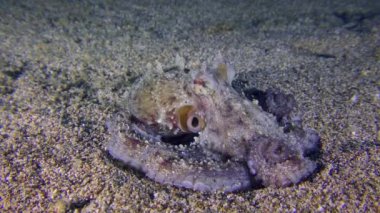 Yaygın ahtapot (Octopus vulgaris) kumlu bir zemine yayılmış olarak oturur ve solunum hareketleri yapar, mantonun tüpü ritmik olarak şişer..