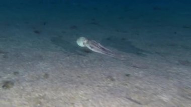 Deniz yaşamı: Yaygın ahtapot (Octopus vulgaris) kumlu zeminde rahatça yüzer.