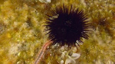 Deniz altı sahnesi: Mor Deniz kestanesi (Paracentrotus lividus) ve sakallı ateş kurtçuğu (Hermodice carunculata) renkli alglerle kaplanmış deniz tabanında..