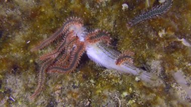 Deniz altı sahnesi: Yeni sakallı alev kurtları (Hermodice carunculata), kokusu birkaç metre uzaktan çekilen ölü balığın bedenine doğru sürünürler..