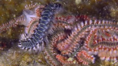 Deniz altı yaşamı: Sakallı alev kurtçuğu (Hermodice carunculata), ölü balıkların kokusunu çeker ve sürekli bir katman ile kaplar..