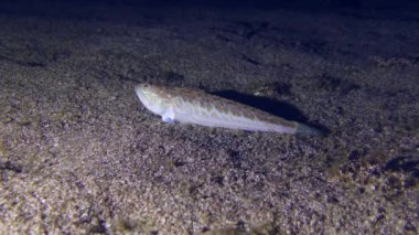 Trachinus draco (Trachinus draco) kumlu zeminde avını bekler ve yüzerek uzaklaşır..