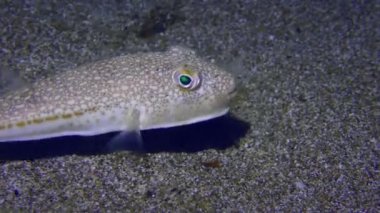 Sarı benekli kirpi balığı (Torquigener flavimaculosus) kumlu zeminde yiyecek arıyor.