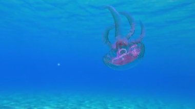 Su sütununda zehirli mor çizgili jöle veya leylak iğnesi (Pelagia noctiluca) yüzer. 