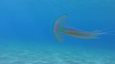 Tehlikeli Mor çizgili Jöle veya Mauve Stinger (Pelagia noctiluca) su kolunda yüzer. Akdeniz 'de. Yunanistan.