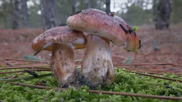 Dois Tricholoma Cogumelo Avermelhado Fundo Uma Floresta Pinheiros Close — Vídeo de Stock
