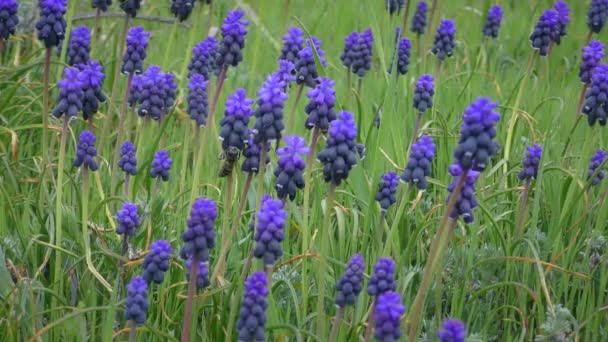 Veel Blauwe Zetmeel Druiven Hyacint Muscri Bloemen Een Bij Landt — Stockvideo
