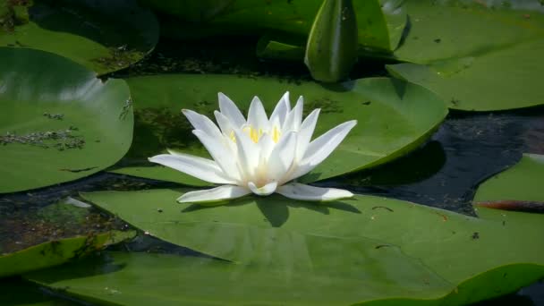 Квіти Білої Водяної Лілії Або Європейської Білої Водяної Лілії Nymphaea — стокове відео