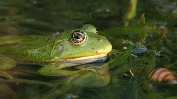 緑の沼のカエルかユーラシア沼のカエル Pelophylax Ridibunduus の半分は 水に浸かっている動きの速い目の動きで体から蚊を追い出そうとして クローズアップ — ストック動画