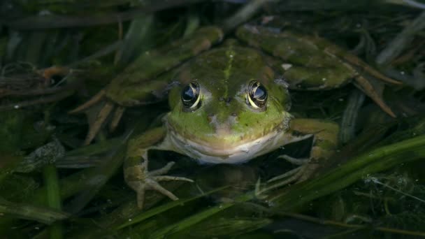 緑の湿原カエルやユーラシア沼カエル Pelophylax Ridibunduus の半分が水中に沈み 正面の景色 — ストック動画