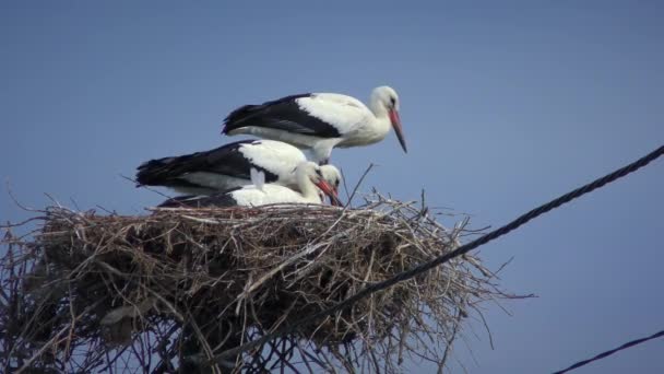巣の上に四羽の白いコウノトリまたはヨーロッパの白いコウノトリの鳥 強い風が羽をなびかせ — ストック動画