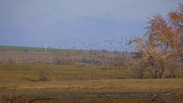 当一群大群的普通海星 Sturnus Vulgaris 在空中升起时 单个的鸟儿的活动是非常协调的 — 图库视频影像