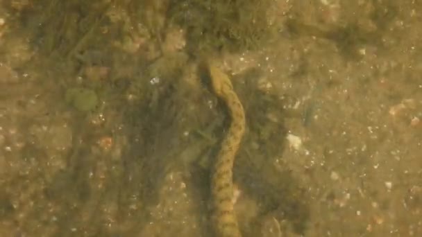 Dice Snake Natrix Tessellata 물에서 바닥을 기어다니며 클로즈업 — 비디오