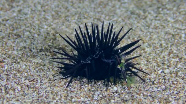 Svarta Havet Urchin Arbacia Lixula Vicklar Nålar Den Sandiga Botten — Stockvideo