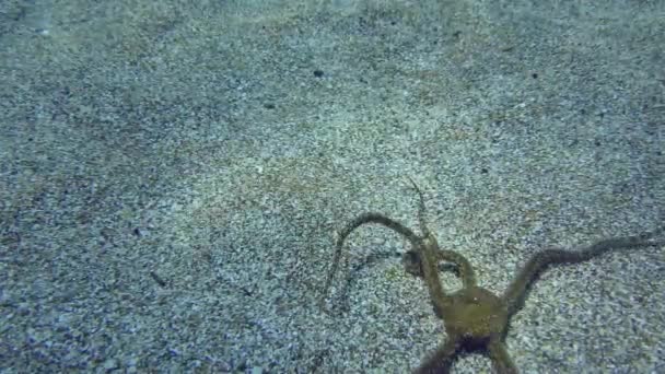 브리틀 Ophiopsila Annulosa 바닥을 기어다니고 지중해 — 비디오