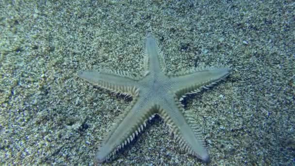 Slender Sea Star Sand Starfish Astropecten Spinulosus Creeps Sandy Bottom — Stock Video