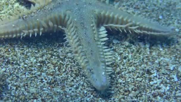 Slender Sea Star Slender Starfish Astropecten Sponulosus 바닥을 가까이 다가간다 — 비디오