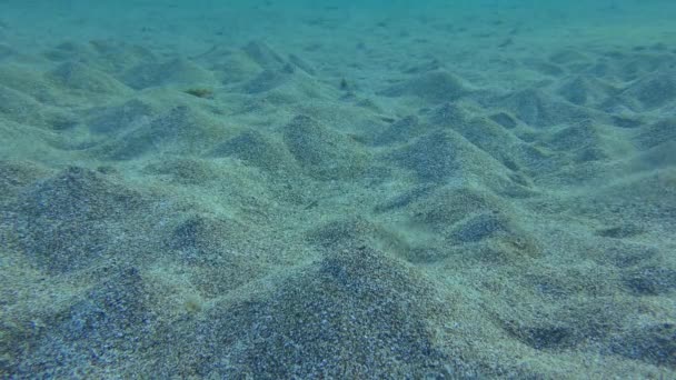 Sandworm Arenicola Marina Cava Buracos Fundo Arenoso Uma Extremidade Qual — Vídeo de Stock