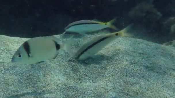 Zlaté Pruhované Kozí Ryby Parupeneus Forsskali Rozbíjejí Zem Zatímco Obyčejné — Stock video