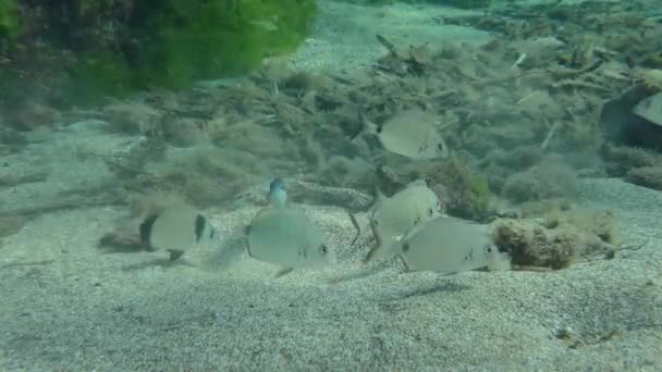Flock Annular Seabream Diplodus Annularis Feeds Sandy Bottom Dug Goatfish — Video