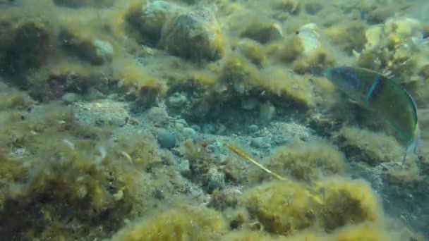 Arcobaleno Africano Pesce Arcobaleno Mediterraneo Coris Julis Solleva Fango Dal — Video Stock