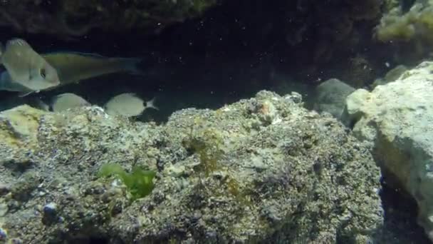 Arcobaleno Africano Pesce Arcobaleno Mediterraneo Coris Julis Anulare Diplodus Annularis — Video Stock
