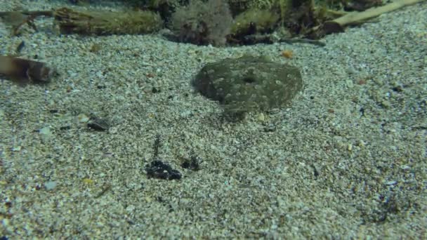 Geniş Gözlü Flounder Bothus Podas Koyu Bir Nesneye Yaklaşır Rengini — Stok video