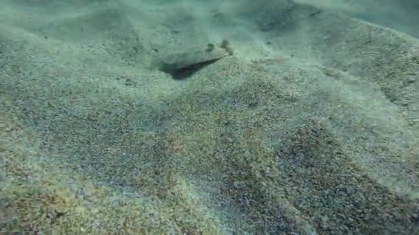 Geniş Gözlü Flounder Bothus Podas Deniz Tabanında Yolculuk Ederken Karşılaştı — Stok video