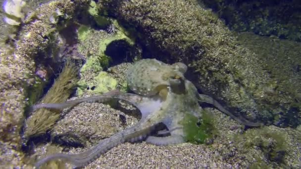 Zeeleven Octopus Vulgaris Octopus Vulgaris Beweegt Zich Tussen Stenen Voelt — Stockvideo