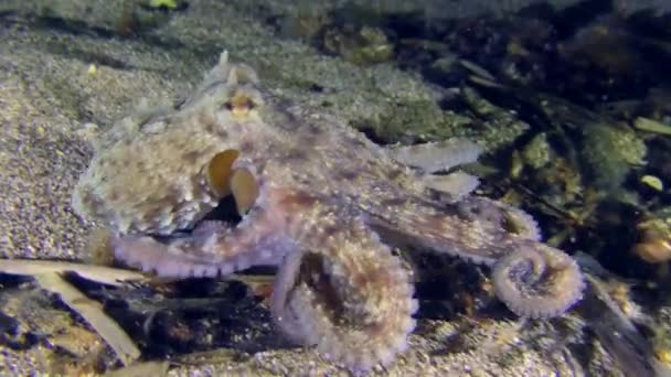 Sea Life Common Octopus Octopus Vulgaris Crawls Sandy Bottom Exploring — Stock Video
