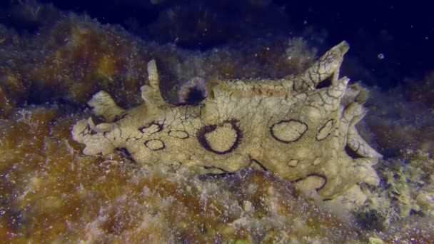 Havsliv Invasiva Giftiga Arter Medelhavet Spotted Seahare Aplysia Dactylomela Kryper — Stockvideo