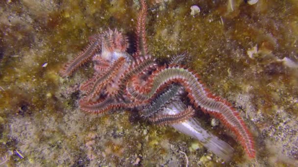 海底シーン 数分間 ひげを生やした火虫 Hermodice Carunculata は死んだ魚の匂いを引き付け 連続した層で覆います — ストック動画