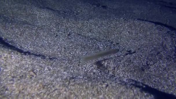 Yılan Blenny Cusk Yılan Balığı Ophidion Barbatum Kumlu Tabanda Üzerinde — Stok video