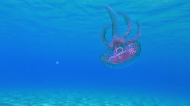 水柱中漂浮着有毒的紫色条纹果冻或毛虫 Pelagia Noctiluca — 图库视频影像